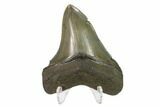 3.17" Fossil Megalodon Tooth - South Carolina - #130790-2